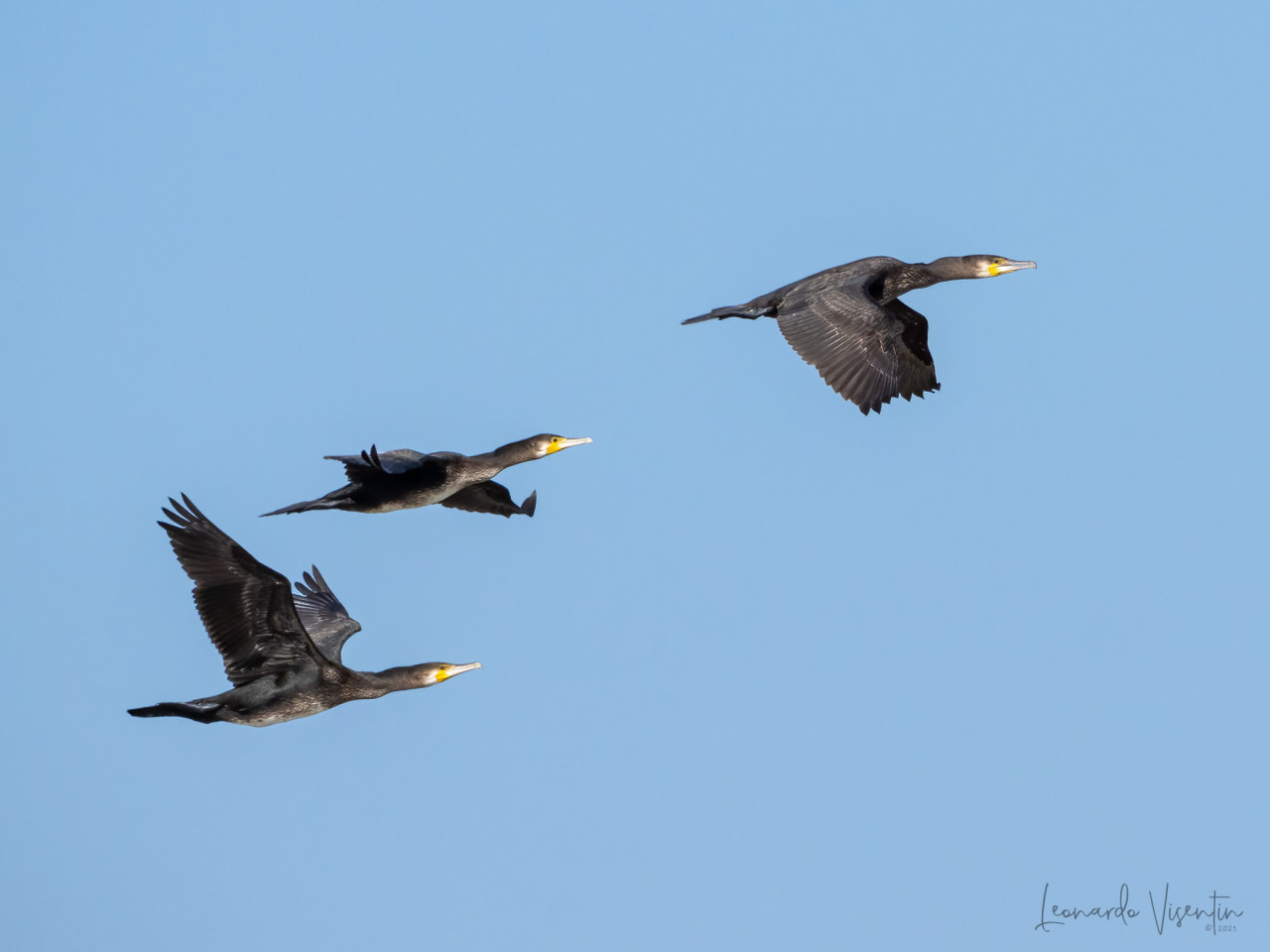 Cormorani