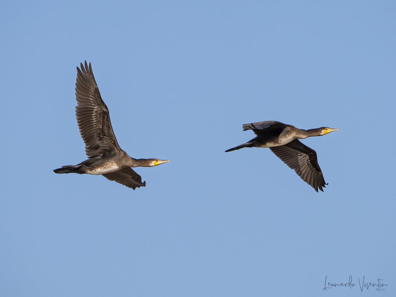 Cormorani