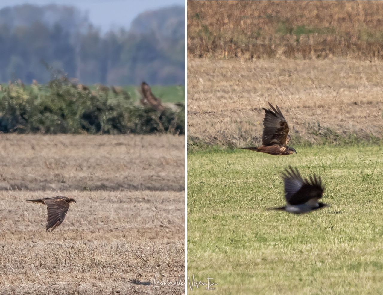 Falco di palude con Poiana e Cornacchia grigia