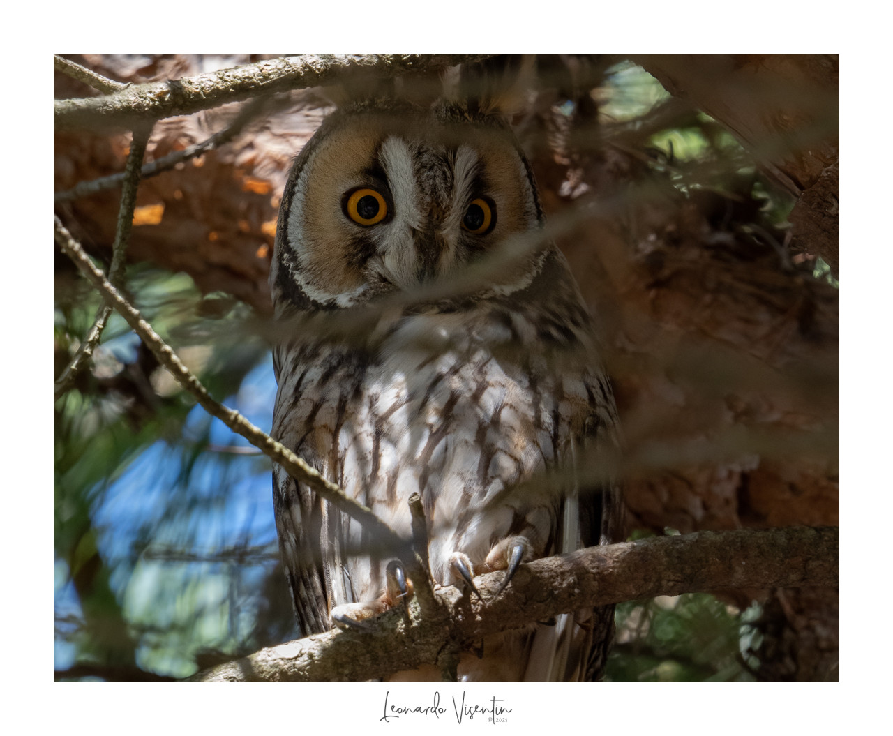 Asio otus