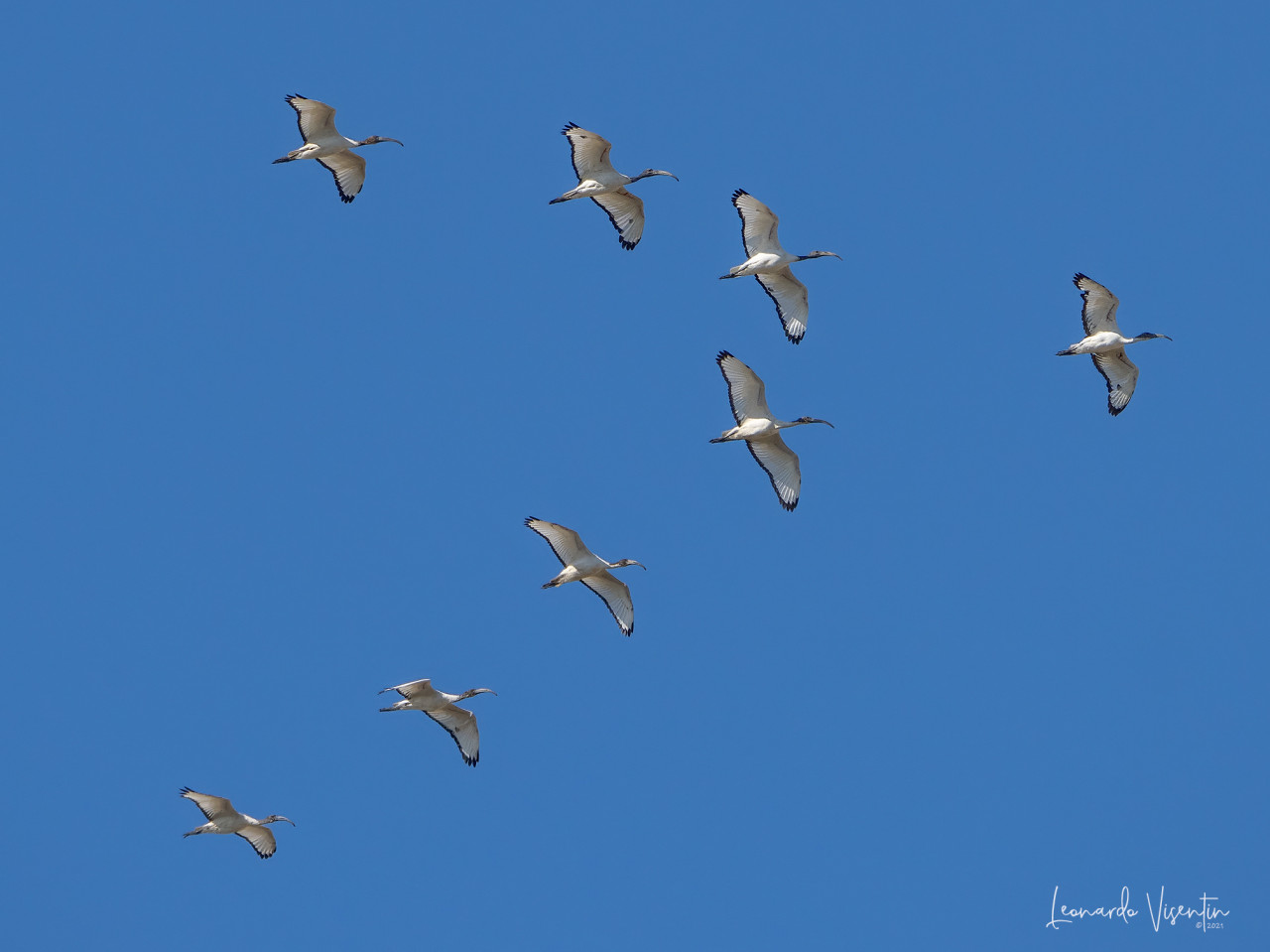 Ibis sacro