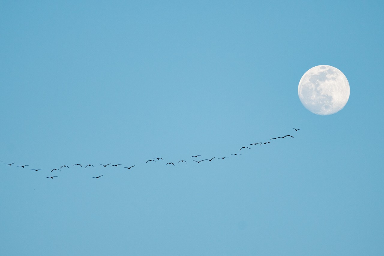 Cormorani