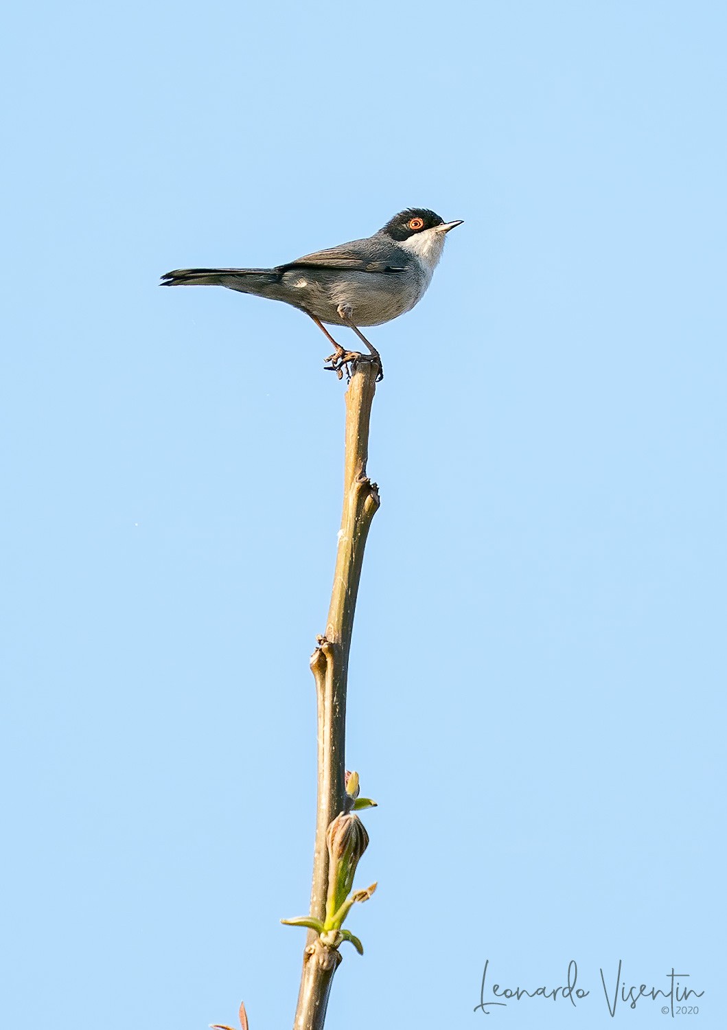 Occhiocotto