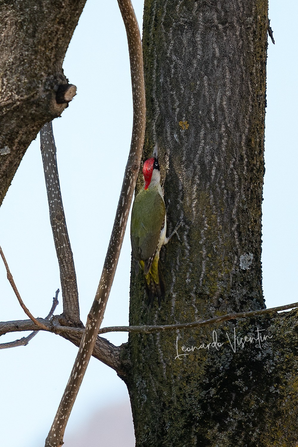 Picchio verde