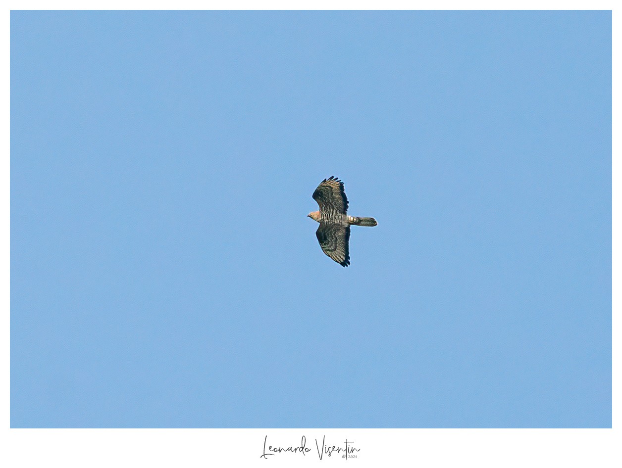Falco pecchiaiolo