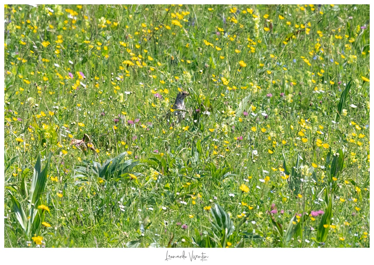La Tordela tra i fiori.