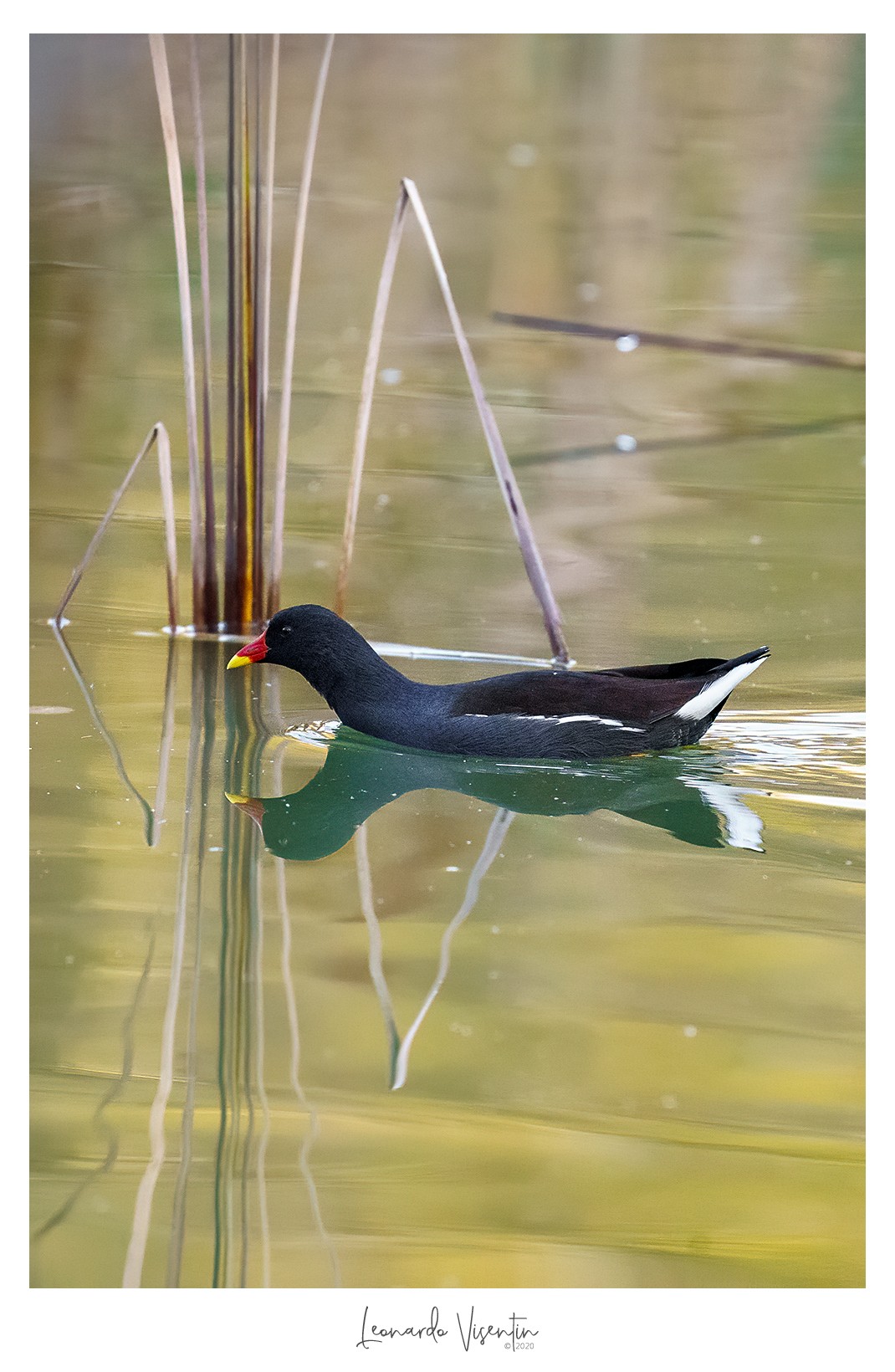Gallinella d'acqua