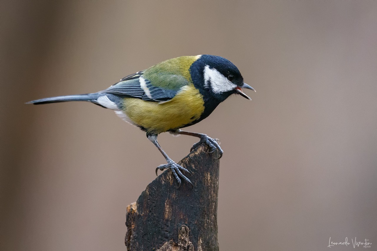 Cinciallegra (Parus major)