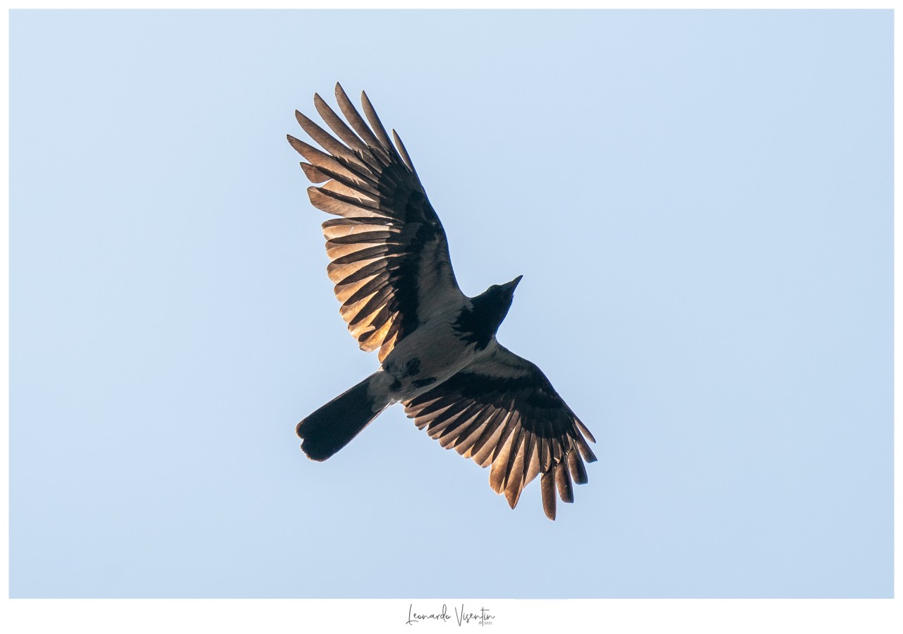 Cornacchia grigia (Corvus cornix)
