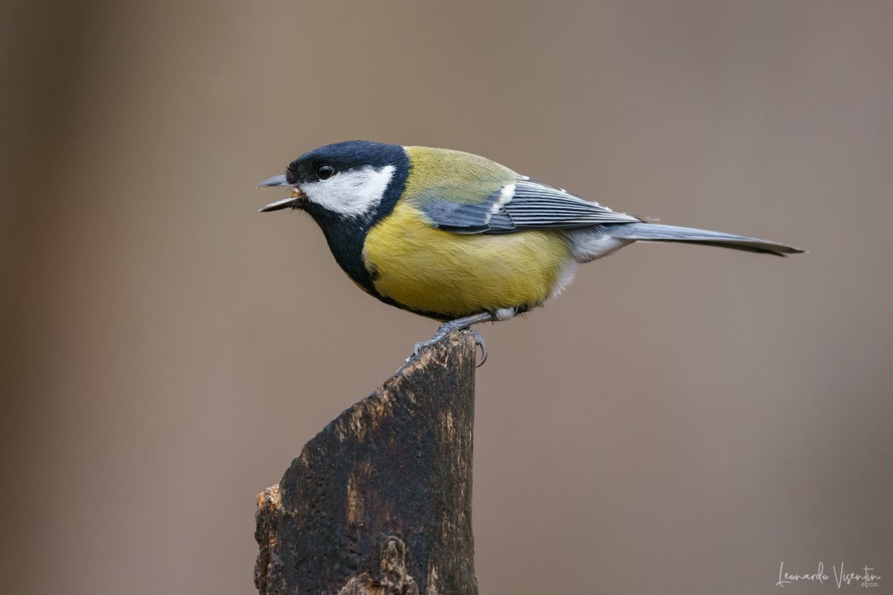 Cinciallegra (Parus major)