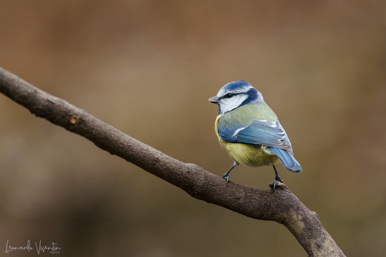 Cinciarella (Cyanistes caeruleus)