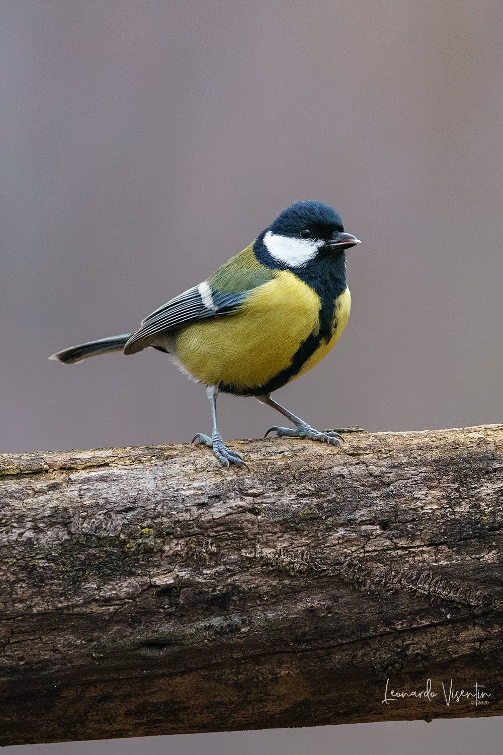 Cinciallegra (Parus major)