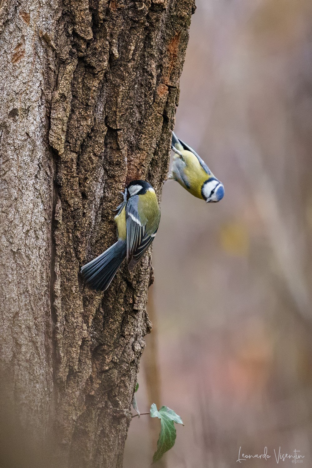 Cinciallegra (Parus major)