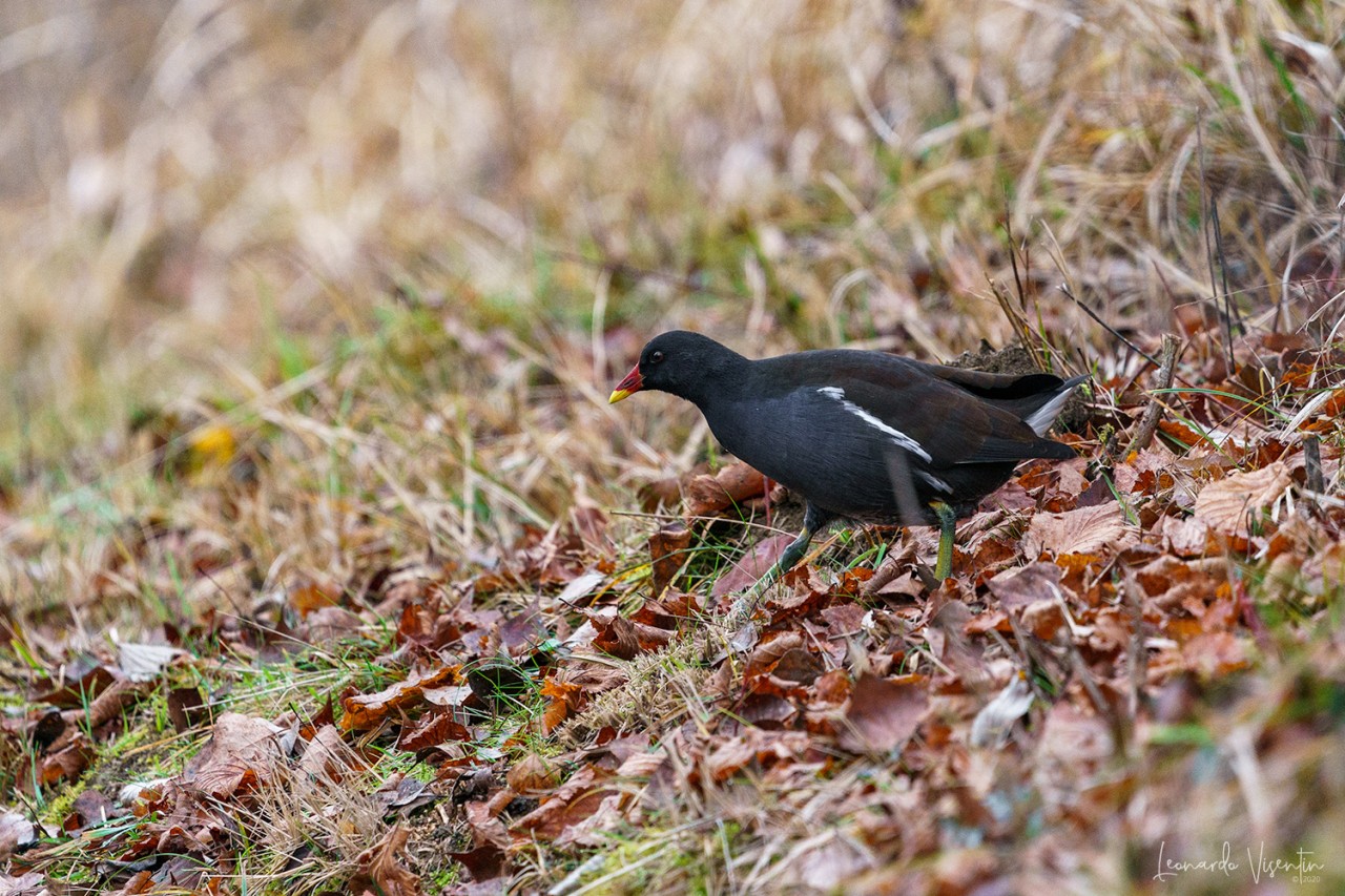 Gallinella d'acqua