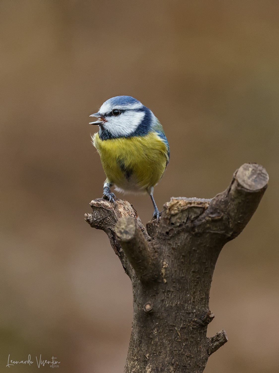 Cinciarella (Cyanistes caeruleus)