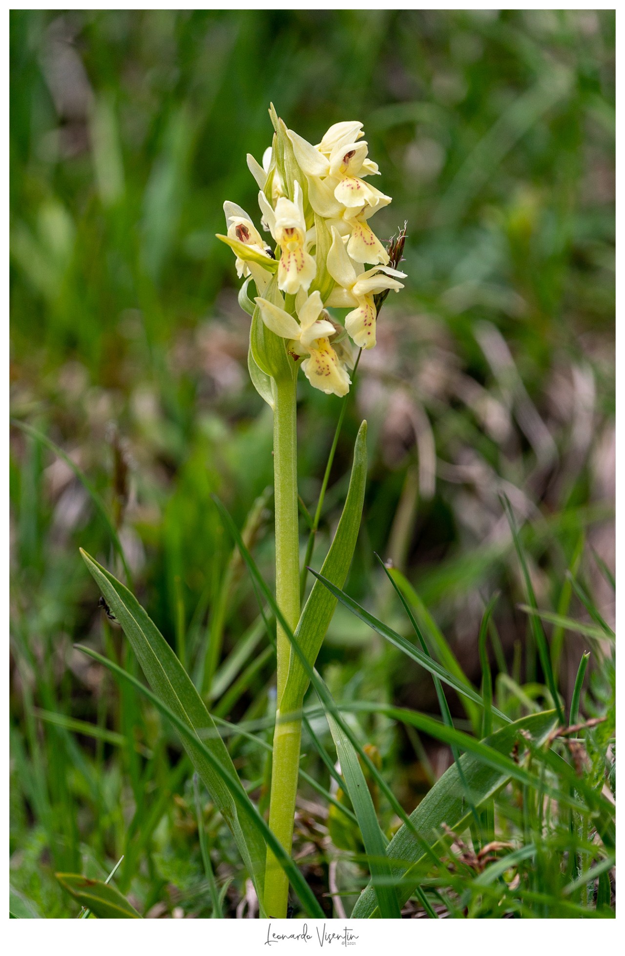 Fiori