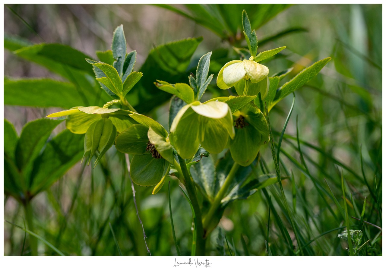Fiori