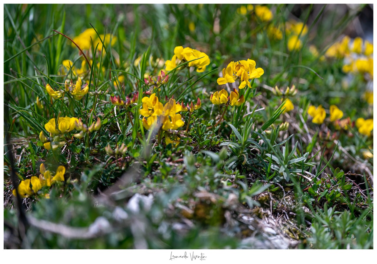 Fiori