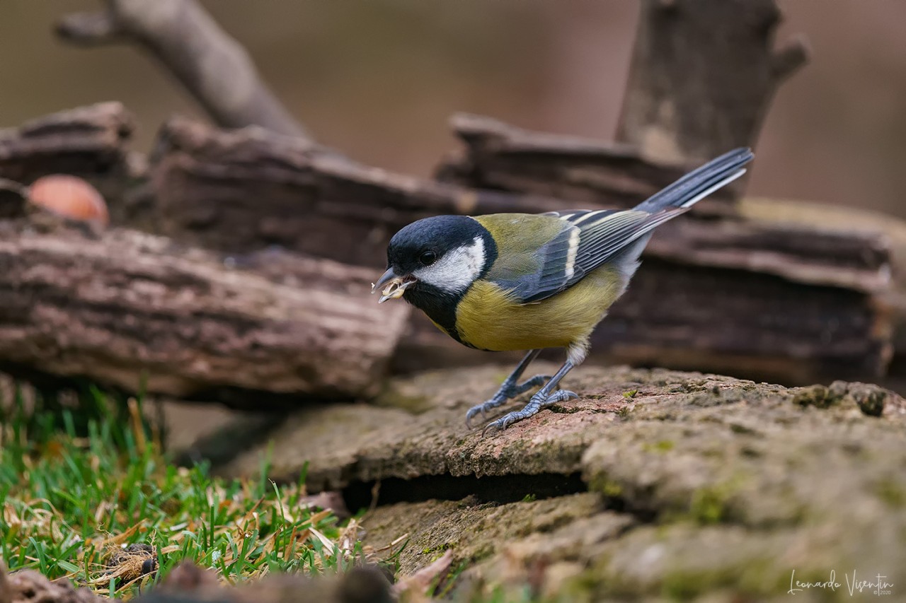 Cinciallegra (Parus major)
