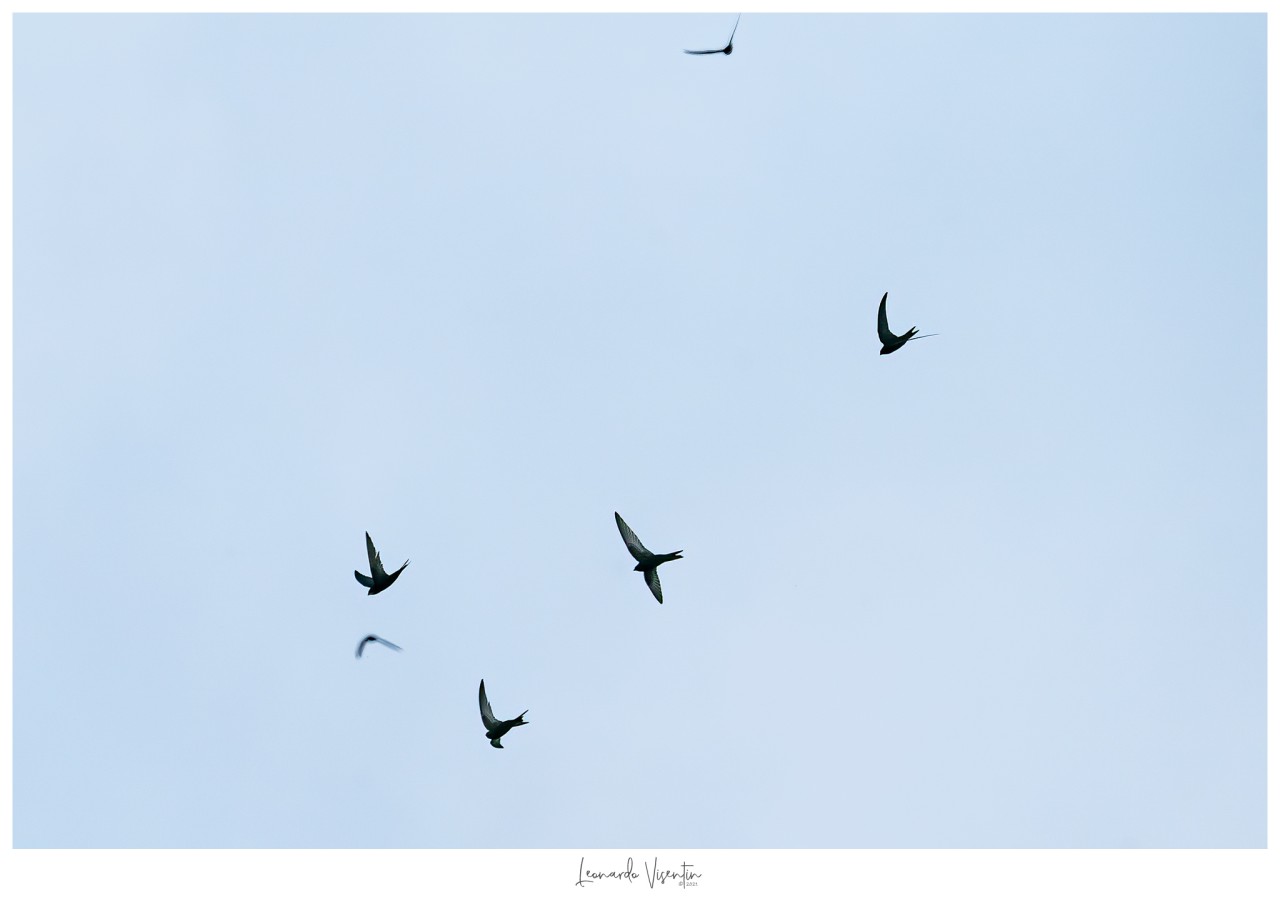 Rondoni comuni (Apus apus)