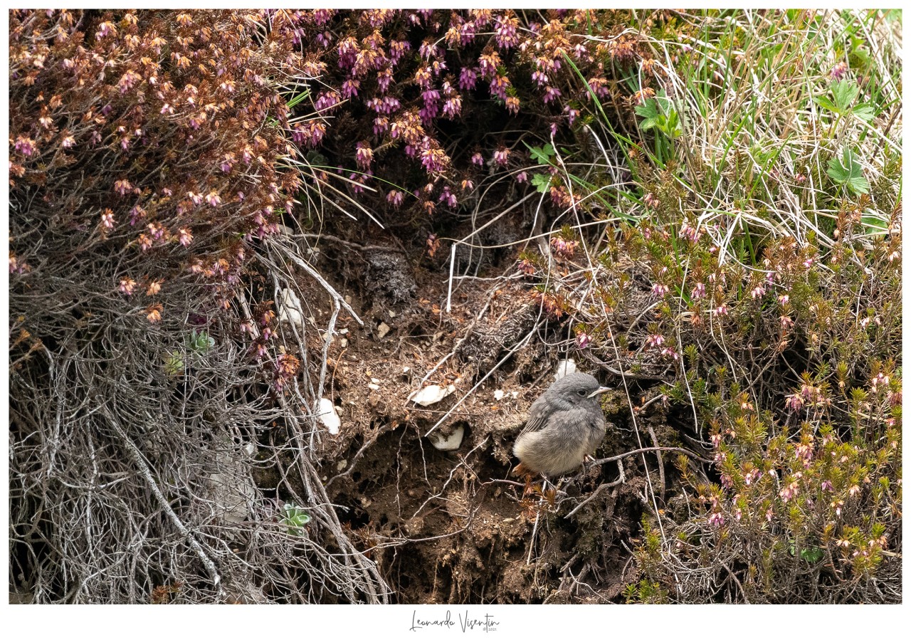 Codirosso spazzacamino (Phoenicurus ochruros)
