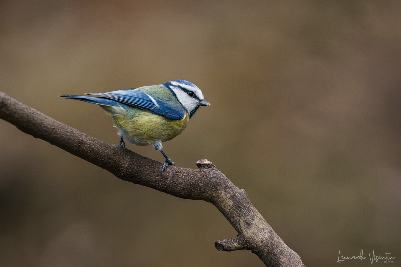 Cinciarella (Cyanistes caeruleus)