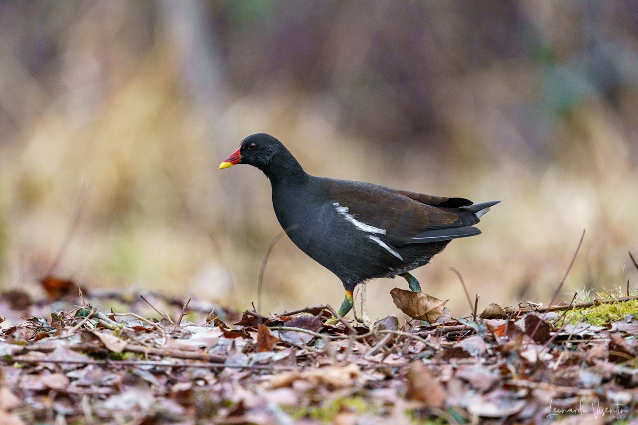 Gallinella d'acqua