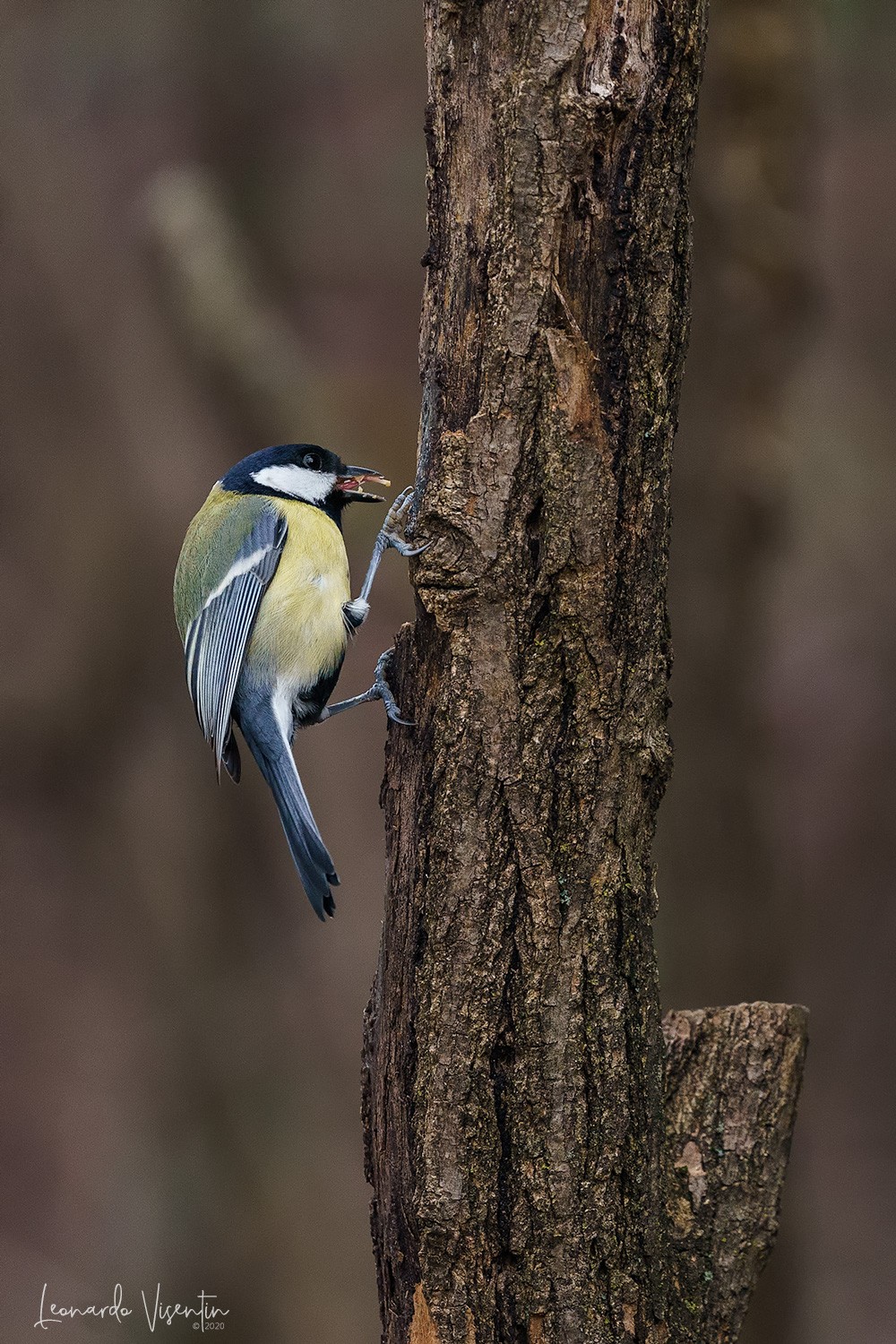Cinciallegra (Parus major)