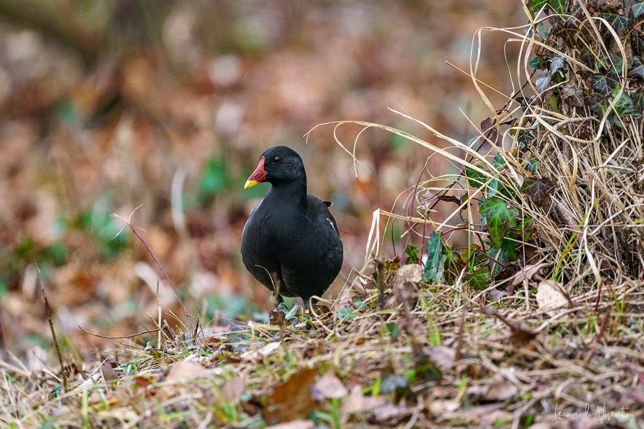 Gallinella d'acqua