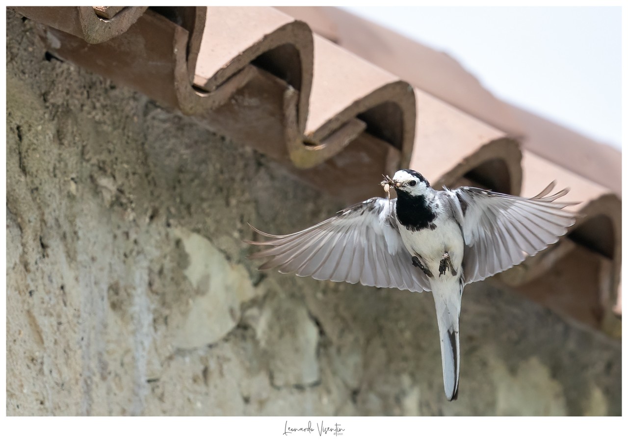 Ballerina bianca in volo