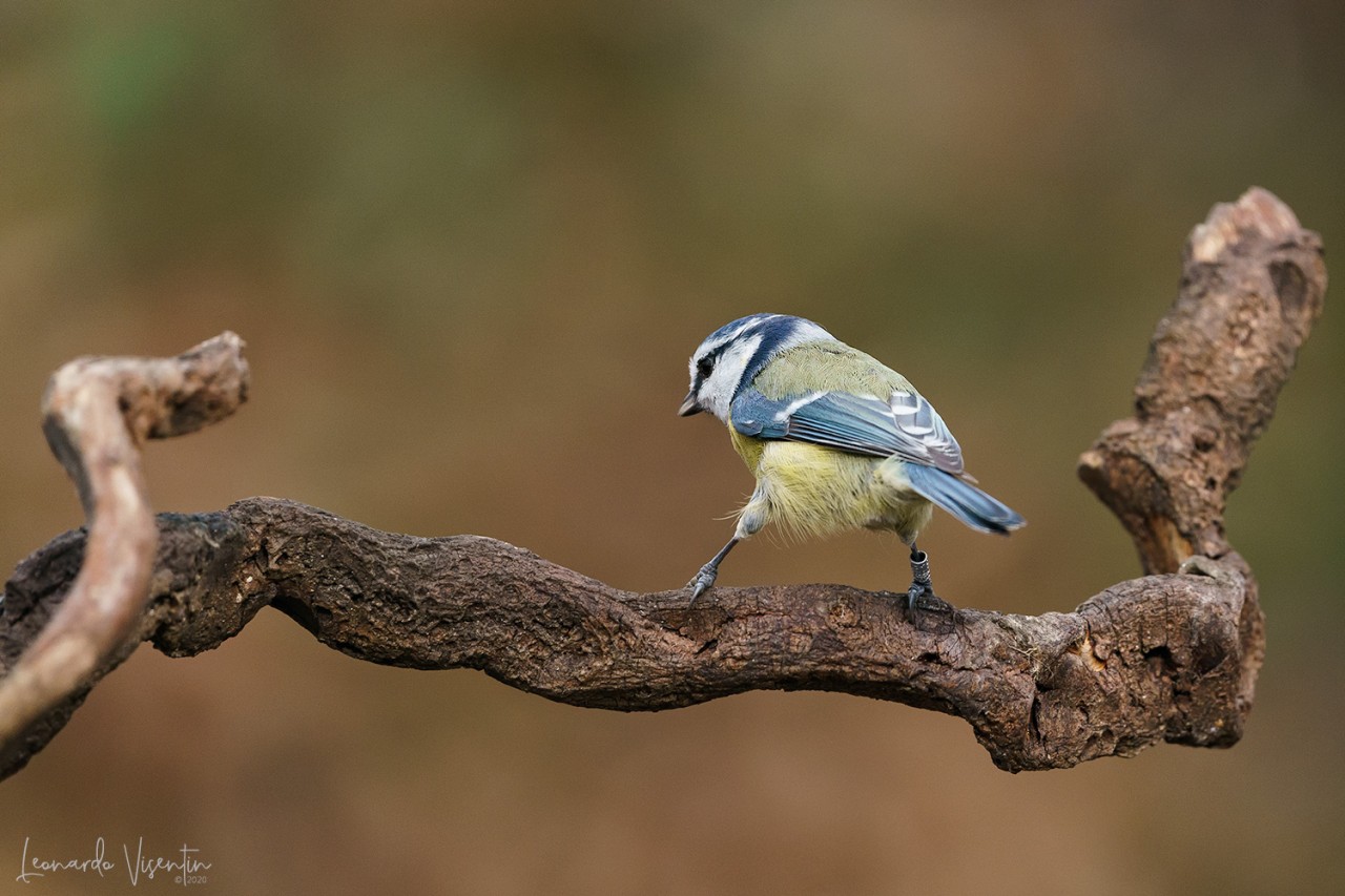Cinciarella (Cyanistes caeruleus)
