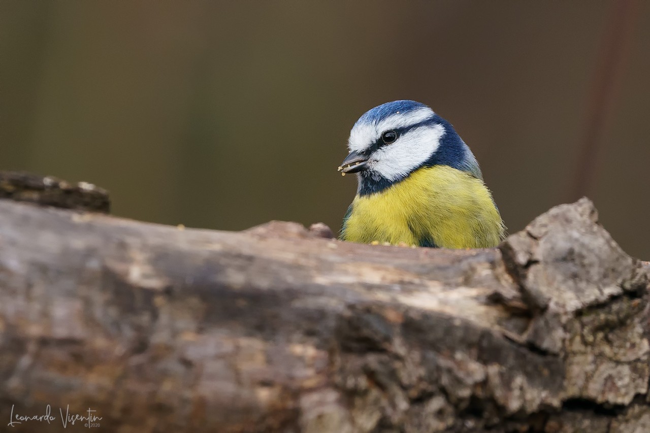 Cinciarella (Cyanistes caeruleus)
