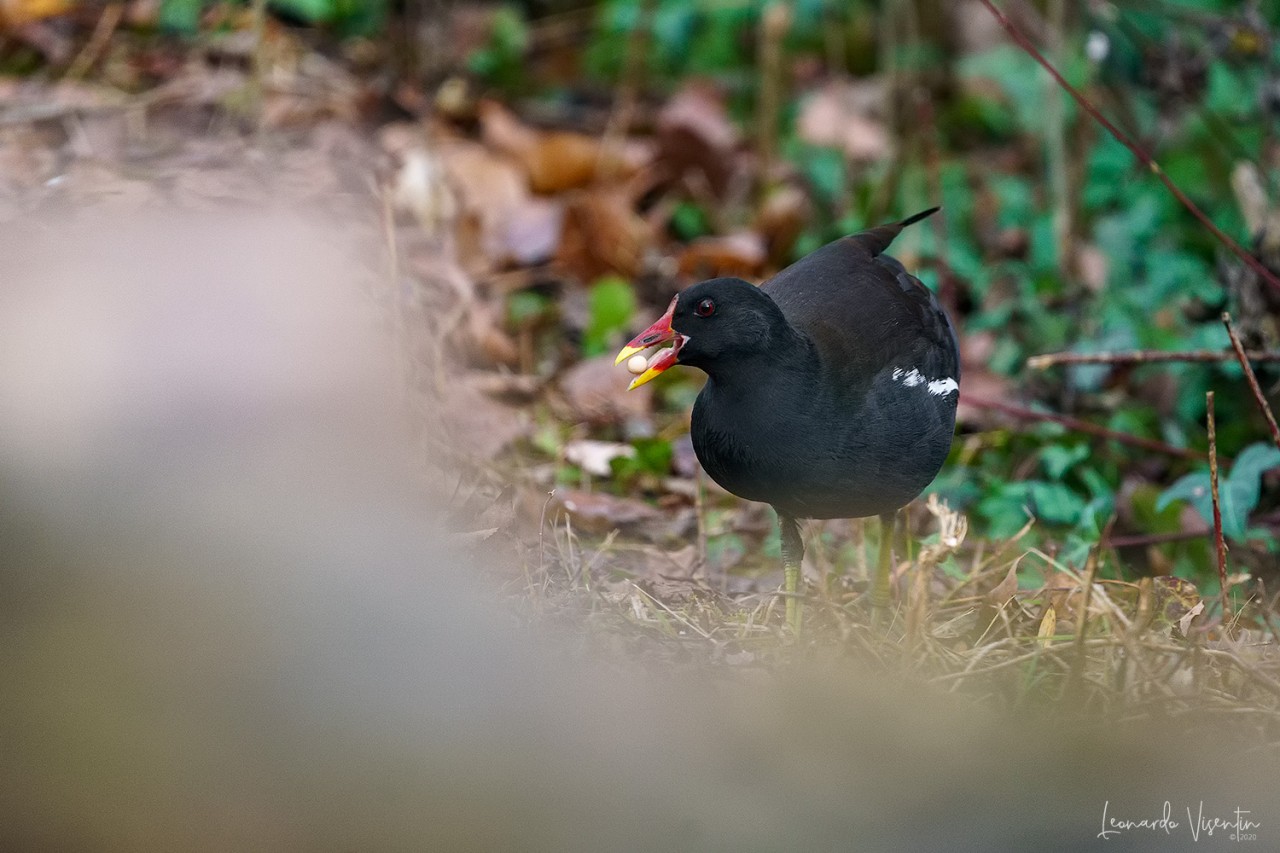 Gallinella d'acqua
