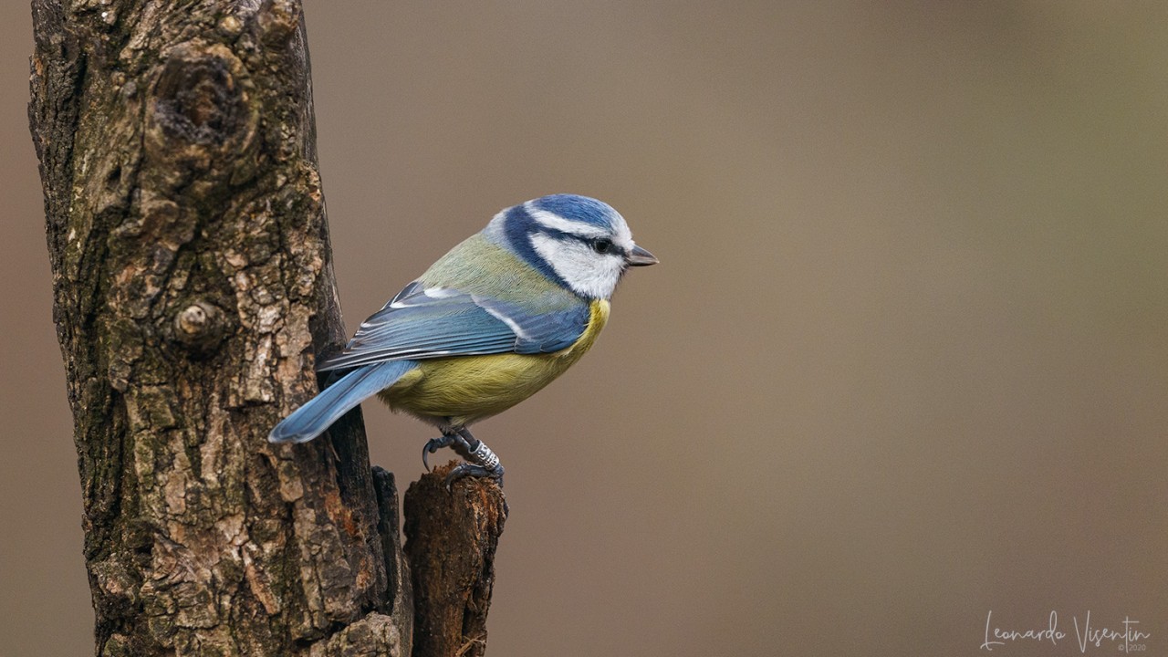 Cinciarella (Cyanistes caeruleus)