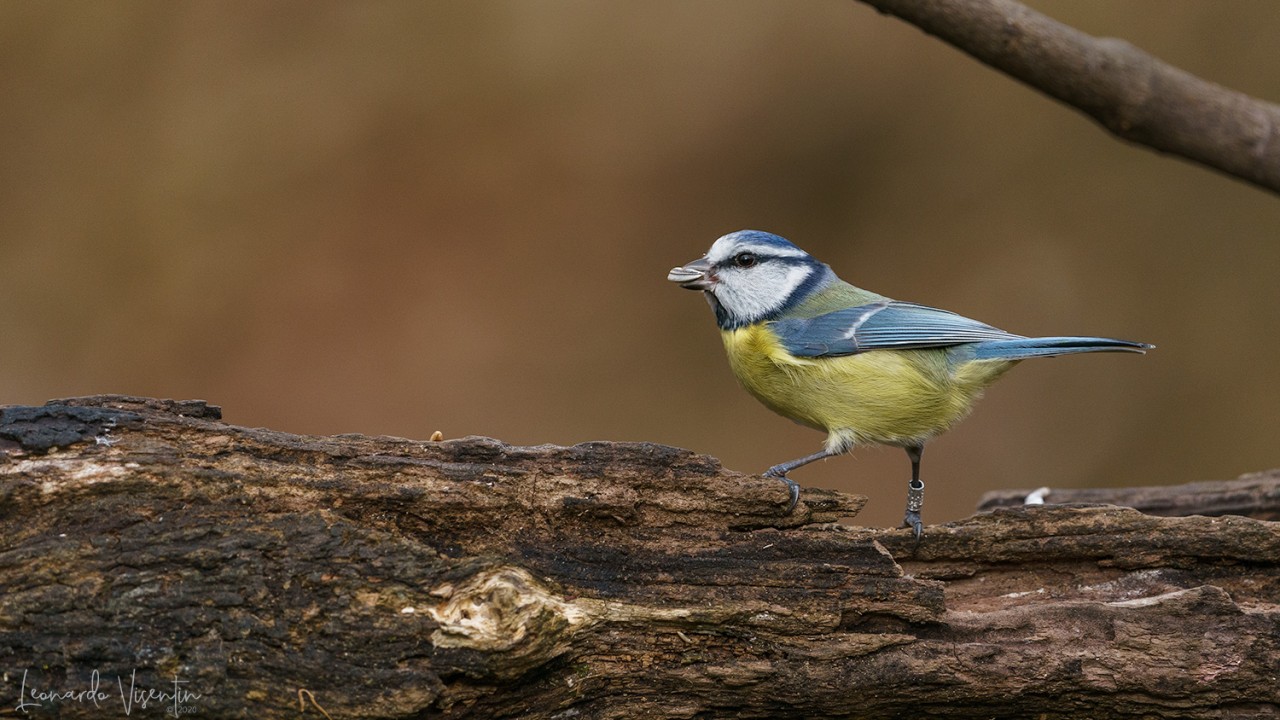 Cinciarella (Cyanistes caeruleus)