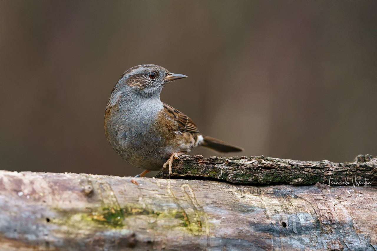 Passera scopaiola