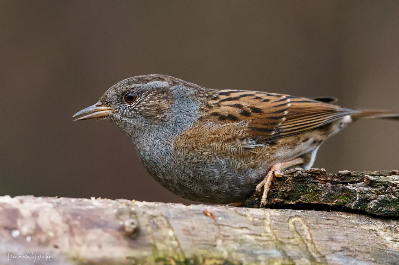 Passera scopaiola