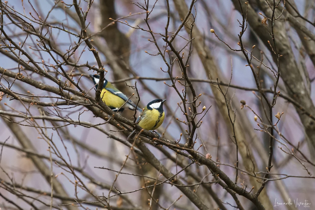 Cinciallegra (Parus major)