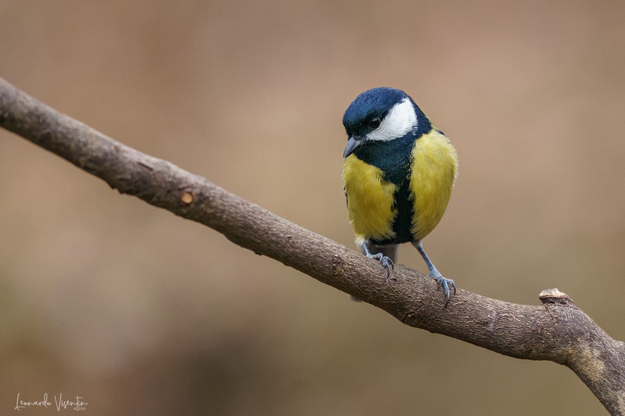 Cinciallegra (Parus major)
