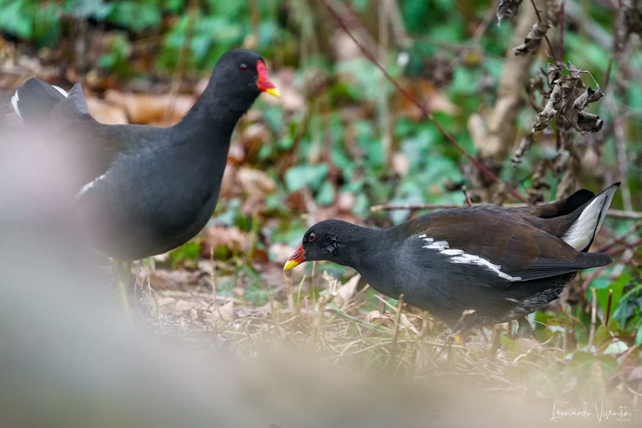Gallinella d'acqua
