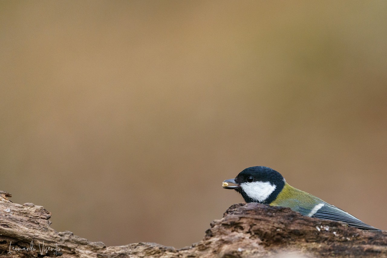 Cinciallegra (Parus major)