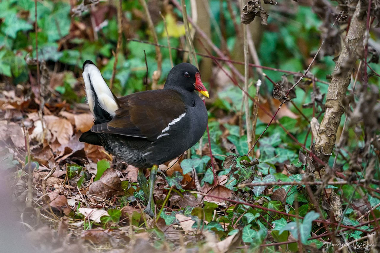 Gallinella d'acqua