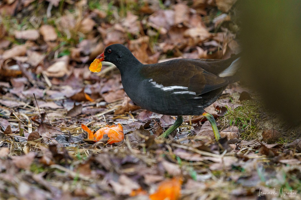 Gallinella d'acqua