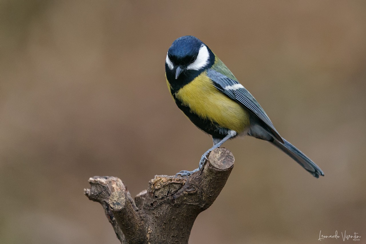 Cinciallegra (Parus major)
