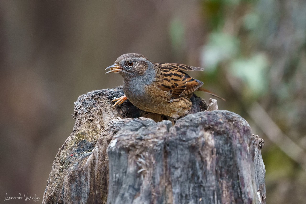 Passera scopaiola