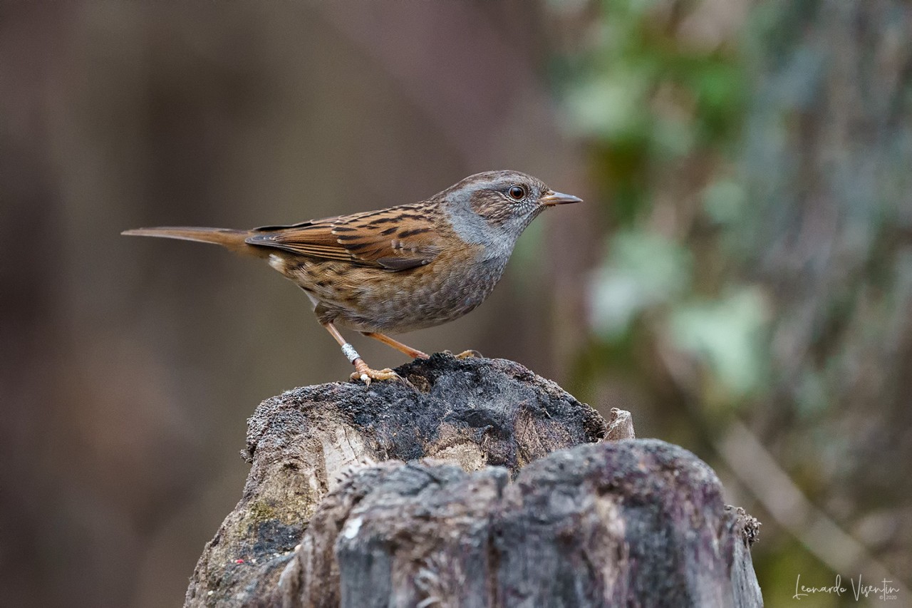 Passera scopaiola