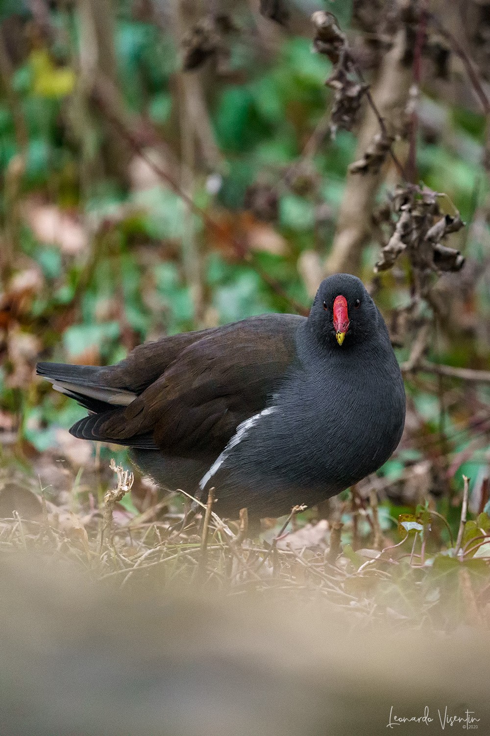 Gallinella d'acqua