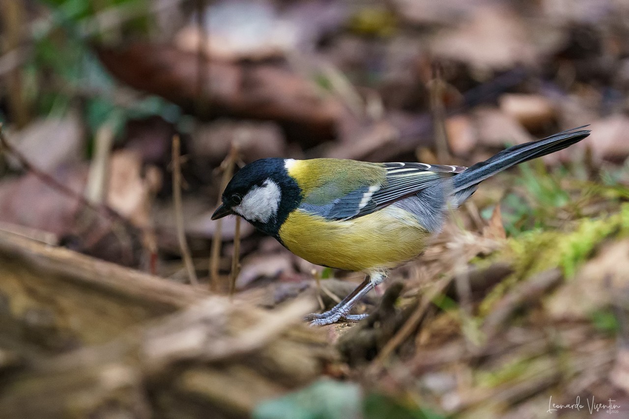Cinciallegra (Parus major)