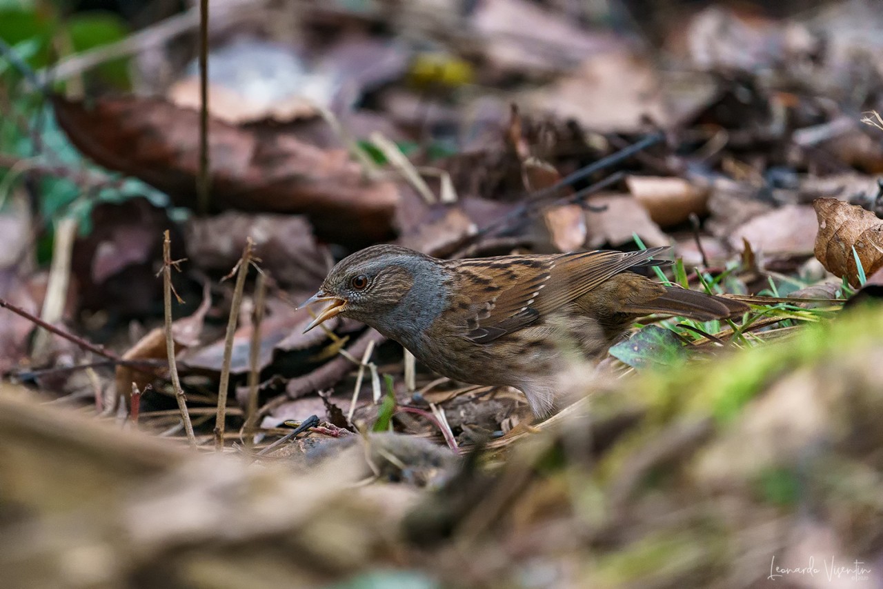 Passera scopaiola