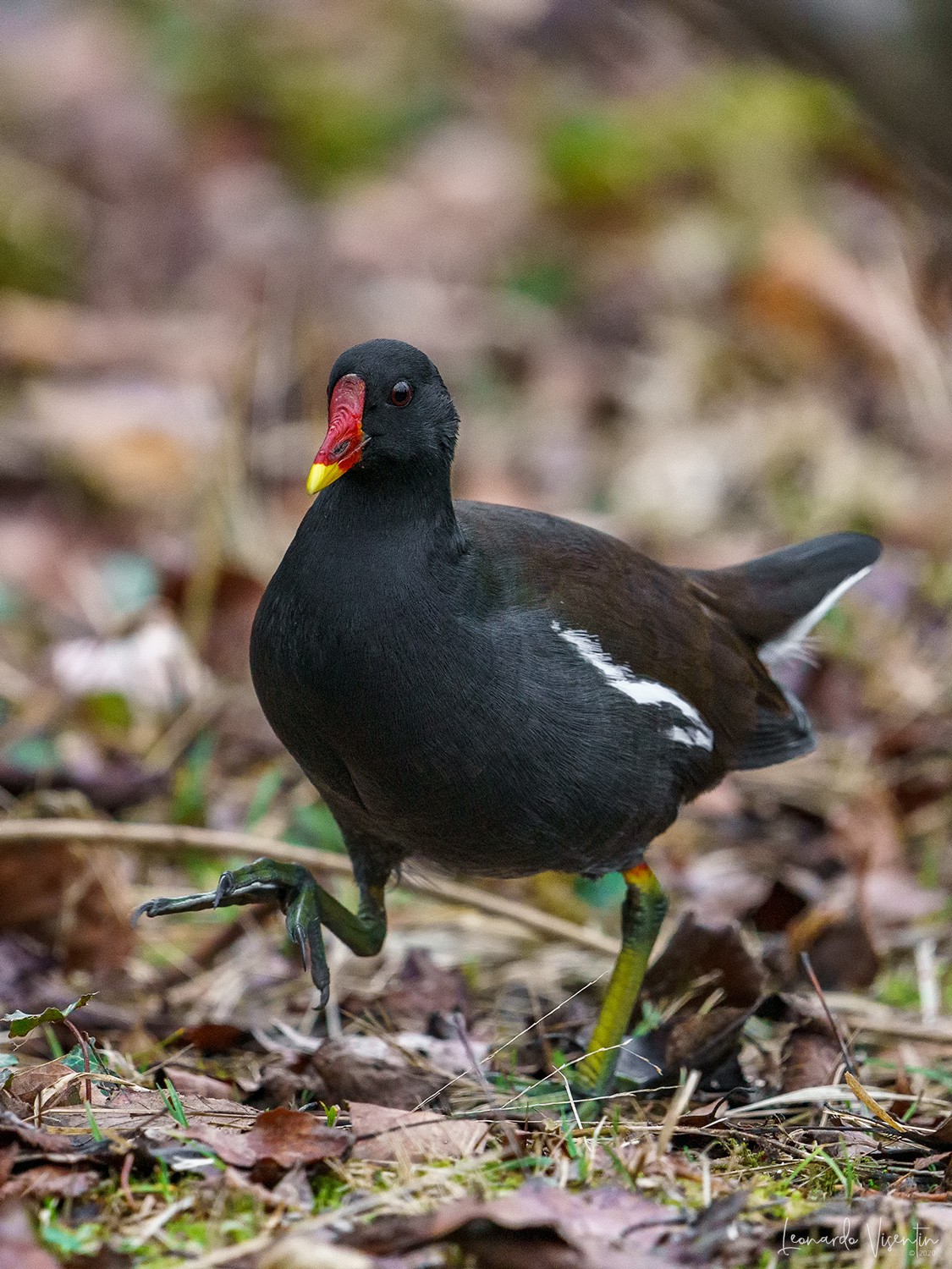 Gallinella d'acqua